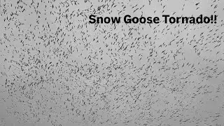 Spring Snow Goose Hunting Over Decoys! (GIANT Spin)