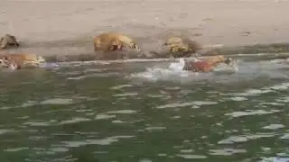 Komodo Dragons Swimming
