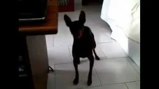 pinscher luna abbaia