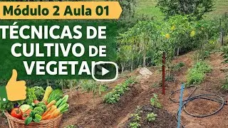 Técnicas de cultivo de vegetais