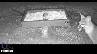 Gray Fox, Texas Game ground feeders,San Antonio,TX