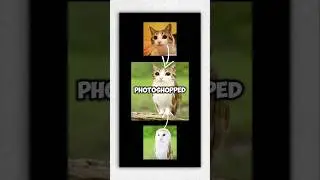 Meowl cat is real! #owlcat #meowl #catmemes