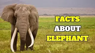 TOP 10 WEIRD ELEPHANTS  🐘 FACTS 🤯 THAT YOU DIDN'T KNOW ABOUT_ANIMALS.#usa #animals #uk