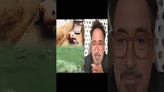 Mr. Stark Jr. React pig-and-crocodiles-together #reaction #satisfying #viral #trending
