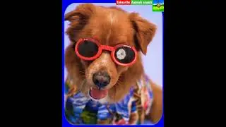 familiar animals ,cow, dogs, cats, horse, duck, chicks | learn animals sounds | animal sounds