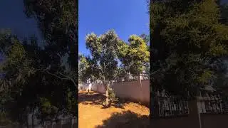 आम की बाग Mallika Mango Flowering in February #farming #orchard #orchardfarming #mango