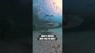 Try not to hook the  tiger sharks at the Okaloosa pier #colorearth #sharks #insta360 @insta360
