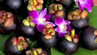 XanGo Work From Home Australia