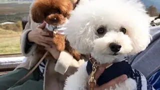 【レジーナリゾート蓼科】ティーカッププードル2匹と旅行に行って来ました♪