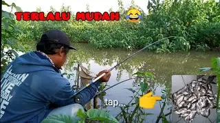 Cara Mancing Nutul ikan Nilem dan Nila menggunakan joran Tegek !!!