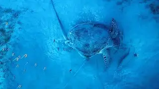 Green turtle on anchor 17 meters underwater, Зеленая черепаха на якоре на глубине 17метров под водой