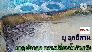 มาดู ปลาดุก ตอนเปลี่ยนน้ำกันครับ