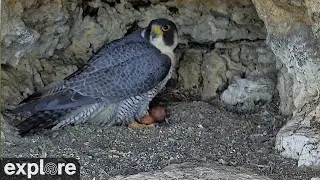 Castle Rock Falcons powered by EXPLORE.org