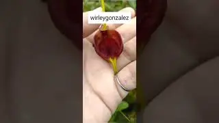 masdevallias, entre otras variedades de orquideas. 3144097246