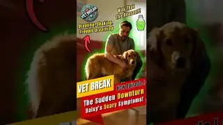Daisy's Sudden Collapse! 🚨 Drooling & Weak: Is it Poisoning?