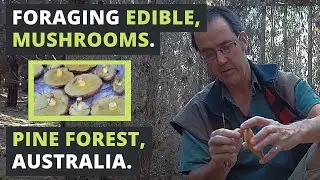 Foraging EDIBLE MUSHROOMS in Australia.