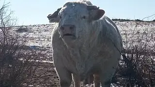 Самый дорогой бык Шароле  1часть