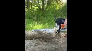 STIHL AFTER THE STORM #shorts #stihl #chainsaw #tree #cut #farm