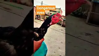 Dangerous ☠️  Aseel eyes#youtubeshorts #birds #pets #