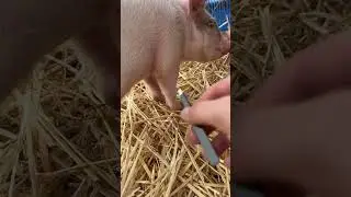 Saving Baby Pig From Ticks! #animals #nature #jakepnw #shorts