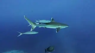 Silvertip shark / серебристо-плавниковая акула