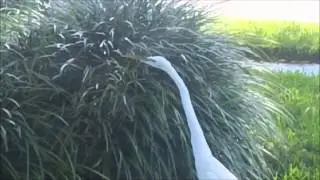 White Heron Hunting