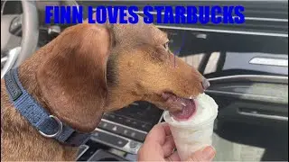 FINN LOVES STARBUCKS PUP CUPS