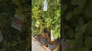 dreams of hedges and evergreens: trees and shrubs at the Lowe's, mid-September 2025