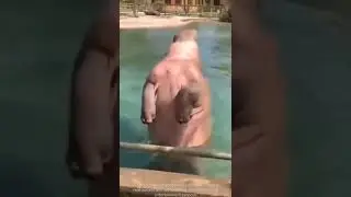 🦛 Hippo swim mode#viral#trend