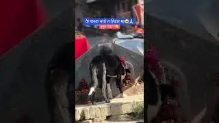 🥺😔#tihar #shorts