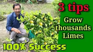 Just follow 3 tips. This will help to bring thousands of limes in your lime tree. Lime and Lemon