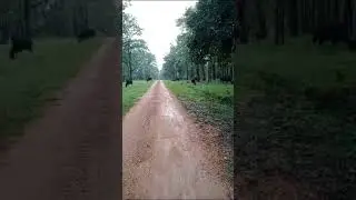 &#Barnawapara Sanctuary wild life#@pics_🦬🦬Bison