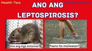 Ano ang LEPTOSPIROSIS | Signs and Symptoms | Health tips #10 Tagalog
