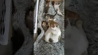 Kitten rest action after full