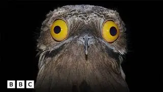 Inside the search for South America's most cryptic bird | BBC Global