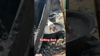 Bathing duck #likesharesubscribe