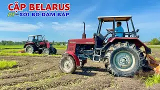 Cặp Đôi Máy Cày Belarus 820 và 800 Xới Bỏ Đám Bắp Hơn Một Tháng Tuổi, Chủ Mất Trắng 25 Triệu Mẫu