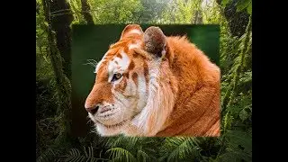 TIGRE-DOURADO! PARQUE BUSCH GARDENS - FLORIDA