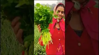 how to tie coriander leaves bundle #coriander #greenleafyvegetables #greenleaves #farming #garden