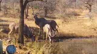 Pilanesberg Private Lodge Full Feature