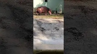 HIPPOTAMUS|SARTHANA NATURE PARK|SURAT|ZOO