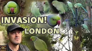 Is Jimi Hendrix Really Responsible For Releasing Parakeets Into The Capital.