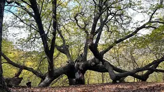 Bosque de Cobre in Pujerra, November 2023