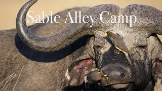 Luxury Lodges of Africa. Sable Alley Luxury Safari Camp - Natural Selection Travel- Botswana