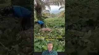 PENEMUAN ULAR RAKSASA YANG SUDAH TIDAK BERDAYA DI PERKEBUNAN SAWIT #shorts