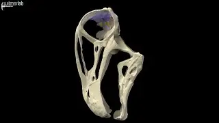 Sauropod dinosaur Nigersaurus &ndash; brain, inner ear, & head posture