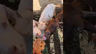 Feeding the goat with bread#youtubeshorts #funny #animallife @mrbeast@mrbean