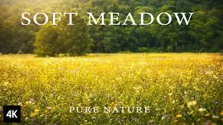 Summer Meadow Sounds in 4K (No Talking) | Peaceful Nature Ambience