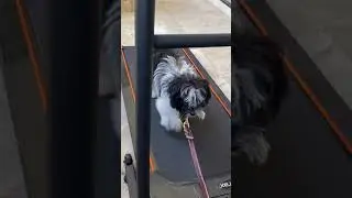 Phoenix dog training &ldquo;k9katelynn.com&rdquo; teaches Richardardo (Havanesse dog ) how walk/run treadmill