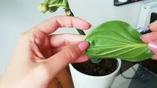 Мединилла сбрасывает зеленые листья 😱 Опять капризы!